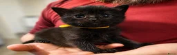 Mixed Breed cats for sale: 2 Black Male Kittens  in Winchester - Advert 5