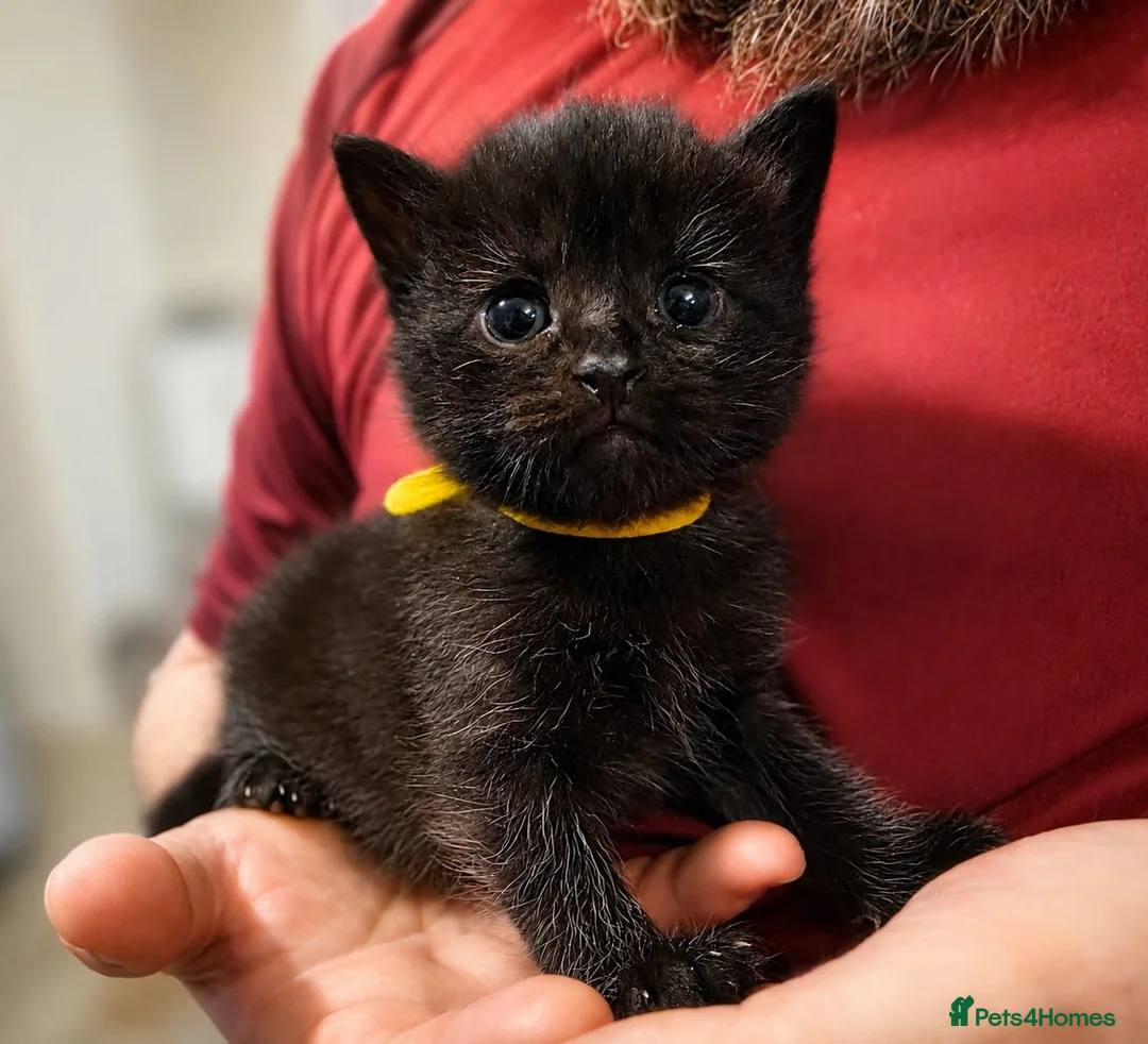 Mixed Breed cats for sale: 2 Black Male Kittens  in Winchester - Advert 5