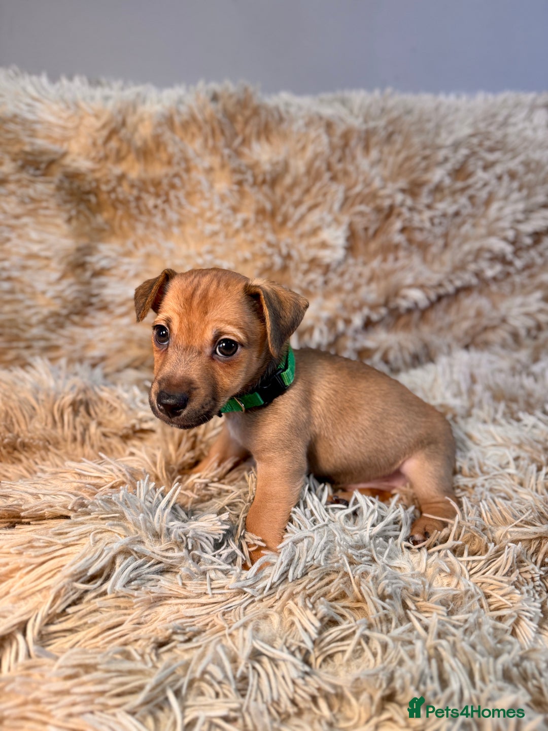 Jack Russell dogs for sale: Much Wenlock Mix Miniature Jack Russell Puppies - Image 5