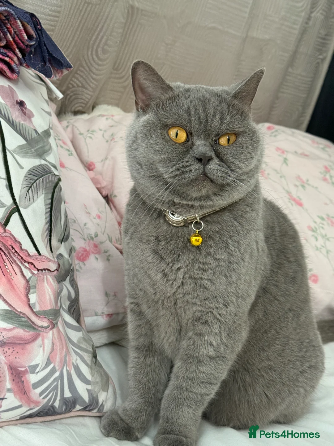 British Shorthair cats for sale: British short hair kitten  - Advert 7