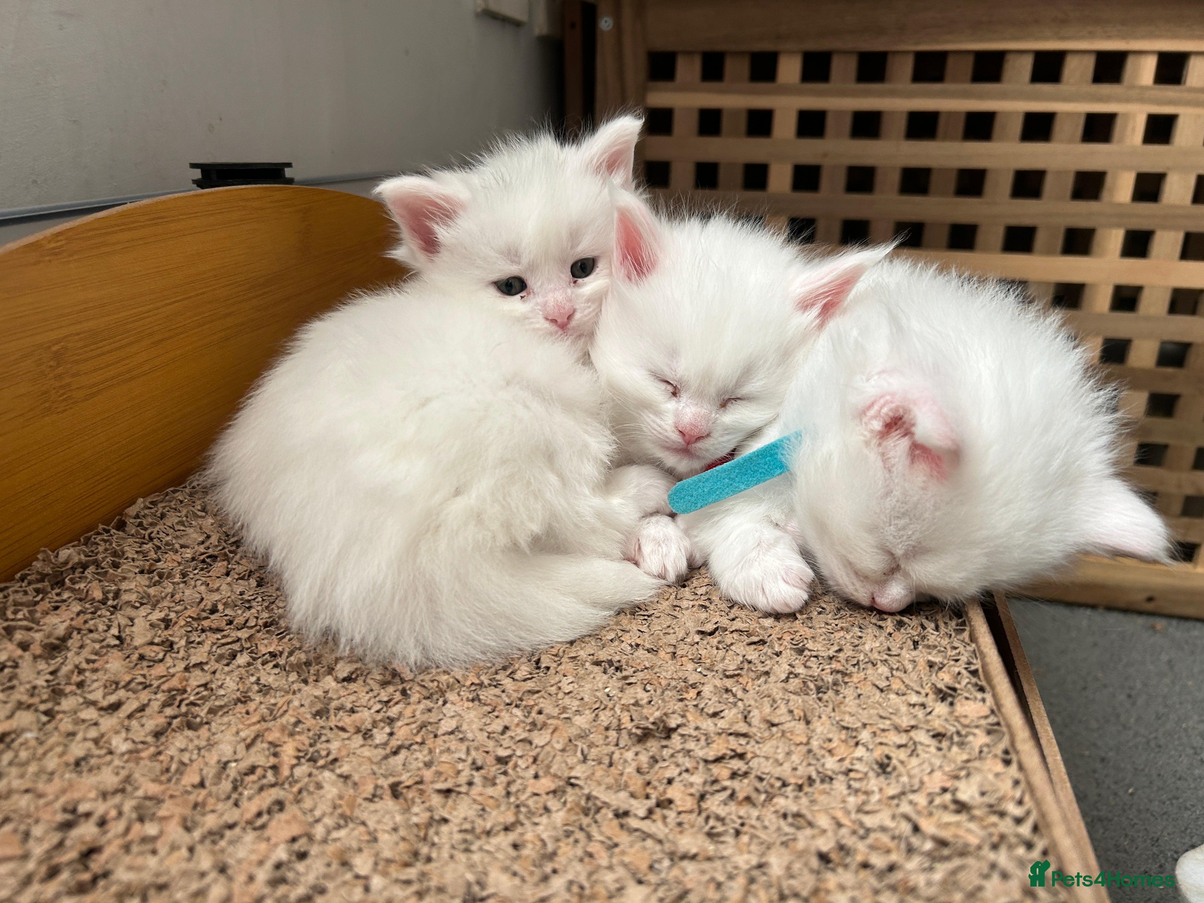 Maine Coon cats Maine Coons Kittens  - Advert 6