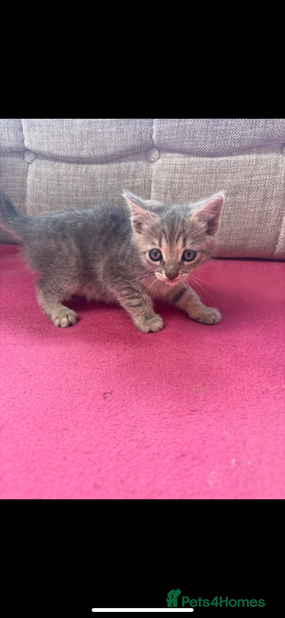 Mixed Breed cats For sale kittens  - Advert 1