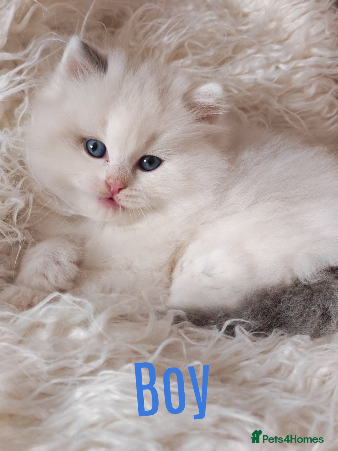 Ragdoll cats for sale: GCCF REGISTER KITTENS  - Advert 22