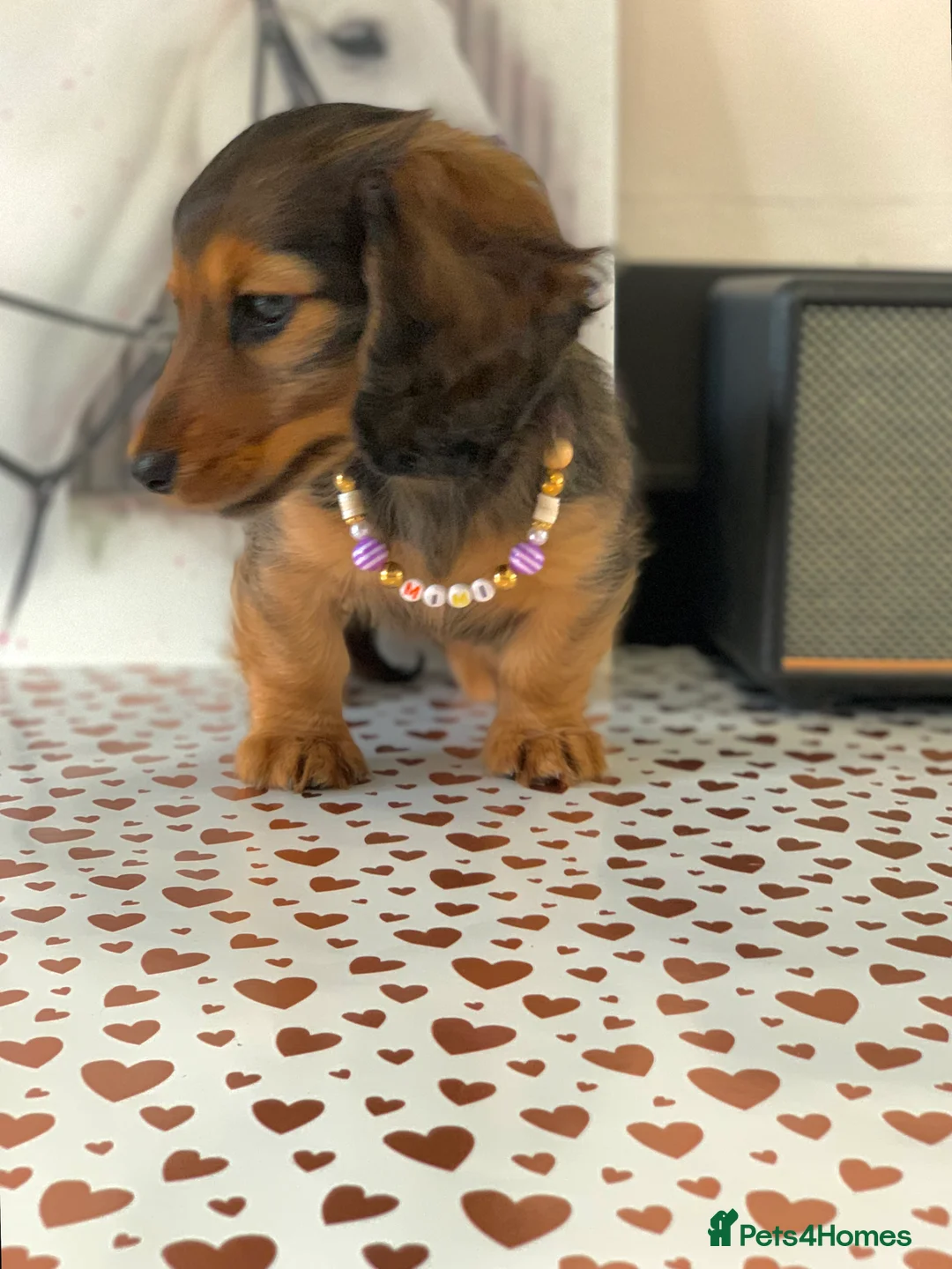 Miniature Dachshund dogs for sale: KC Registered true to type Longhaired mini’s - Advert 26