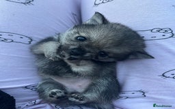 Pomchi dogs for sale: 3 pomchis looking for there forever homes 🐶 - Image 9