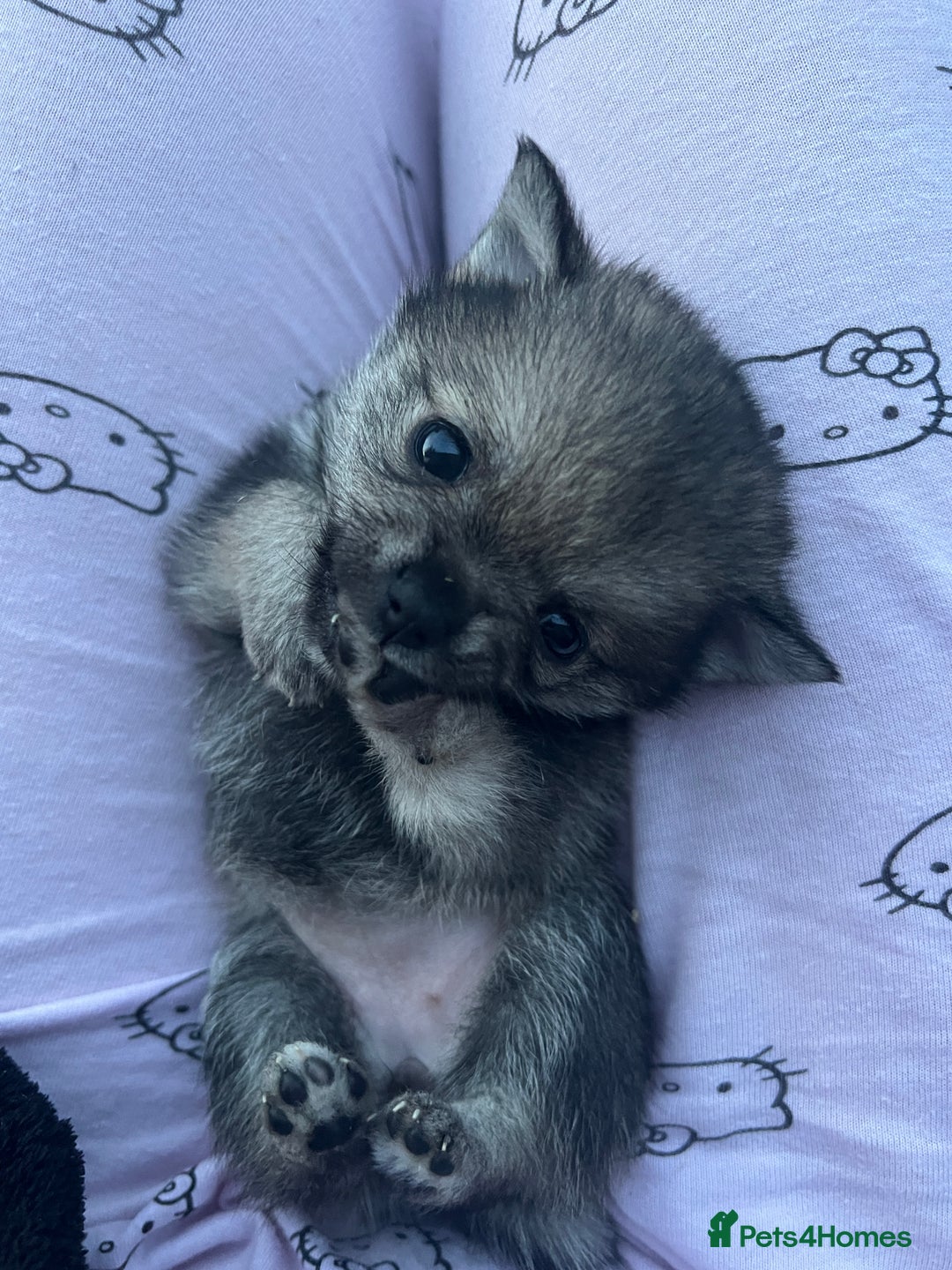 Pomchi dogs for sale: 3 pomchis looking for there forever homes 🐶 - Image 9