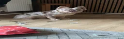 French Bulldog dogs for sale: Fluffy French bulldog  - Advert 3