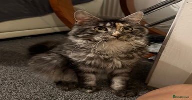 Maine Coon cats - Advert 7