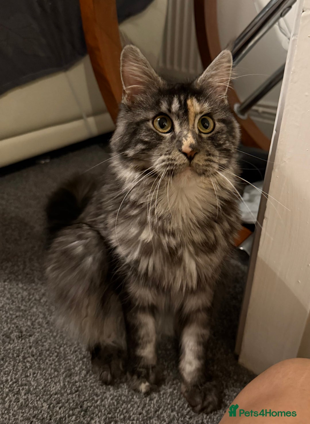 Maine Coon cats for sale: MainCoon For Sale - Image 2