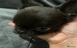 French Bulldog dogs for sale: Pedigree  French bulldogs ready to leave  - Image 7