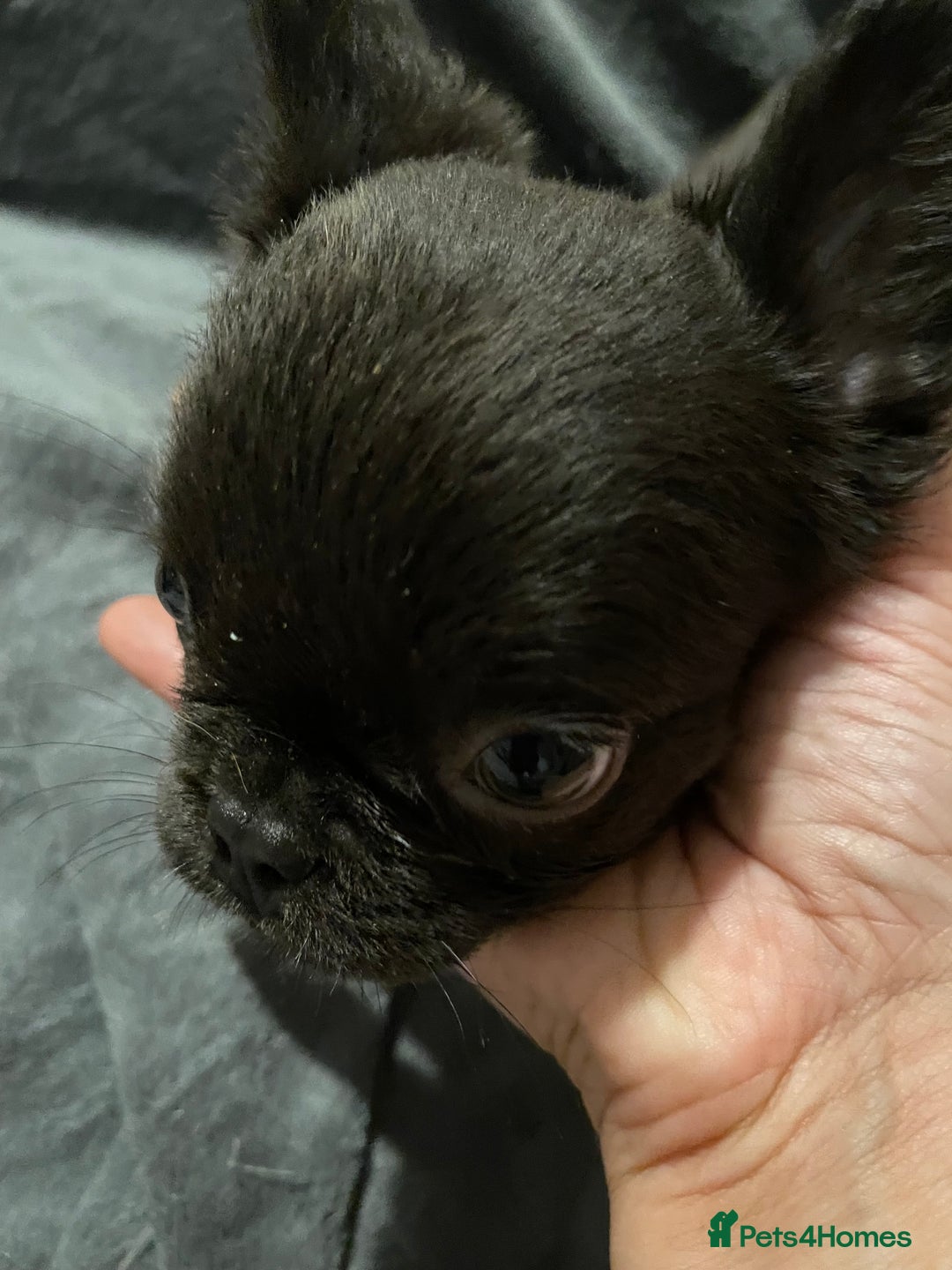 French Bulldog dogs for sale: Pedigree  French bulldogs ready to leave  - Image 7