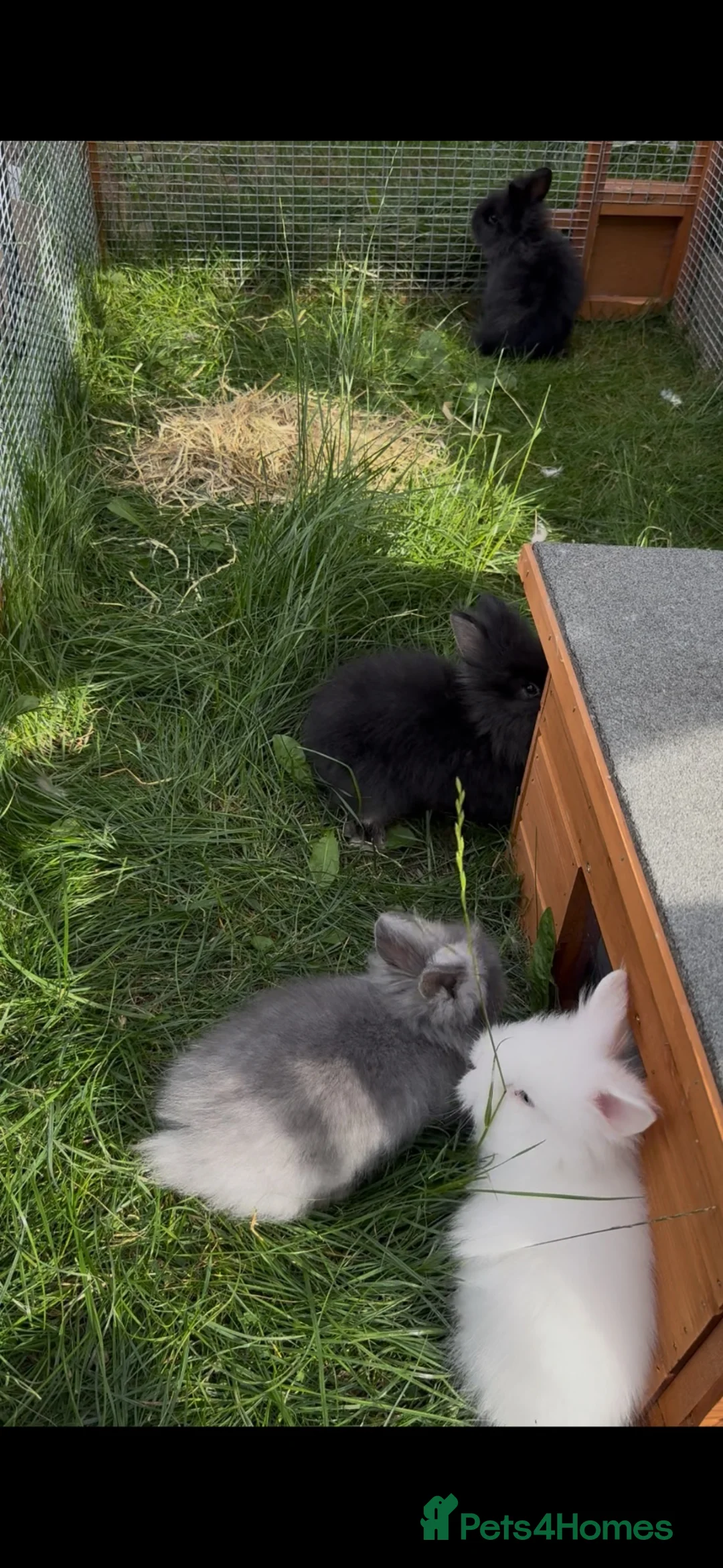 Lionhead rabbits for sale: Gorgeous double-mane lionhead rabbits in Wetherby - Advert 2