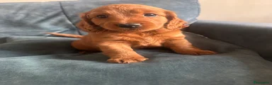 Cockapoo 2