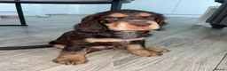 Cocker Spaniel dogs for sale: Beautiful english cocker spaniels leave 24th July  - Advert 29