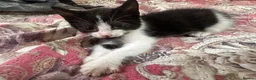 Mixed Breed cats for sale: Kittens For Sale – 5 Left! East London in London - Advert 5