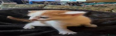 Ginger and white Male