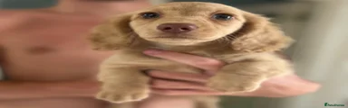 Miniature Dachshund 1