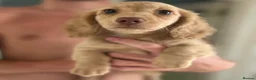 Miniature Dachshund dogs for sale: Cream long haired miniature dachshund puppies  in Sheffield - Advert 5