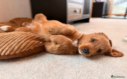 Australian Labradoodle dogs for sale: 🐶READY FOR NEW 🏡 Pure Australian Labradoodle  - Image 11