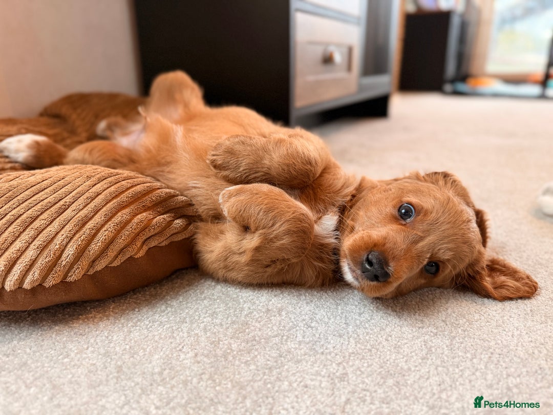 Australian Labradoodle dogs for sale: 🐶READY FOR NEW 🏡 Pure Australian Labradoodle  - Image 11