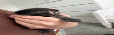 Boy Kitten 