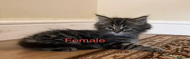Persian × Maine Coon Kitten