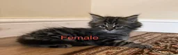 Mixed Breed cats for sale: 🐱 Persian+MaineCoon Kittens – Playful & Fluffy 🐱 - Advert 5