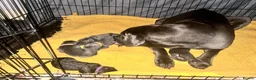 Cane Corso dogs for sale: Cane Corso puppies - Advert 8