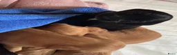 Cocker Spaniel dogs for sale: Beautiful pedigree English show cocker puppies 🐾 in Knutsford - Advert 5