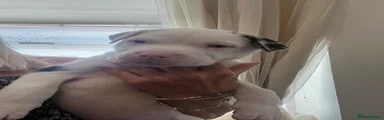 American Bull Staffy Puppy 1