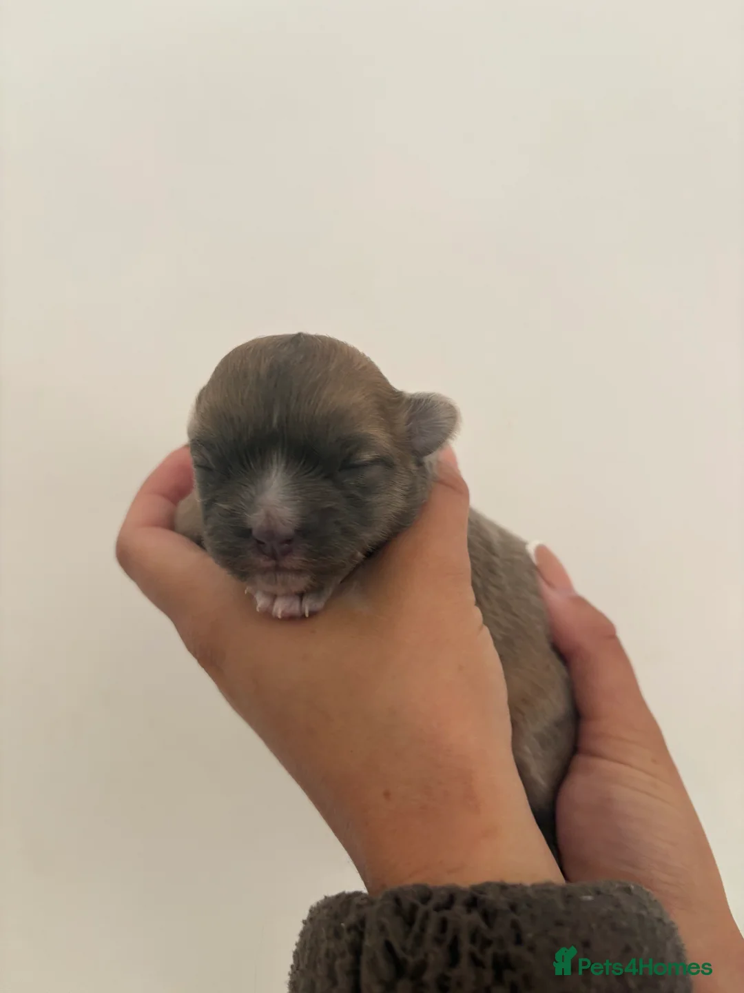 Chihuahua dogs for sale: Long hair chihuahua puppies - Advert 7