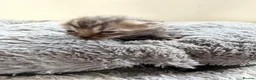 Mixed Breed cats for sale: Beautiful silver, grey, tabby and black kitten - Advert 5