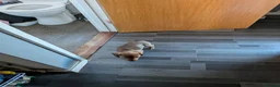 Miniature Dachshund dogs for sale: Female miniature dashaund  - Advert 7