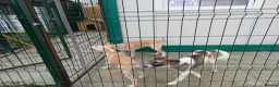 Mixed Breed dogs for adoption: 🌸 ALICE — A GENTLE LITTLE GIRL FULL OF LOVE 🌸 in Nottingham - Advert 28