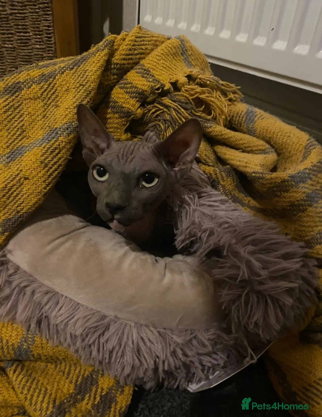 Sphynx cats for sale: Bambino female for sale  - Advert 2