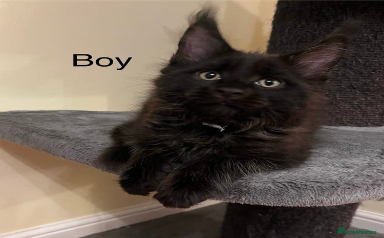 Maine Coon cats - Advert 4