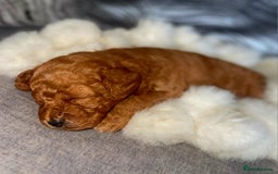 Cockapoo dogs for sale: Stunning litter of Fox red miniature Cockapoo's  - Image 6
