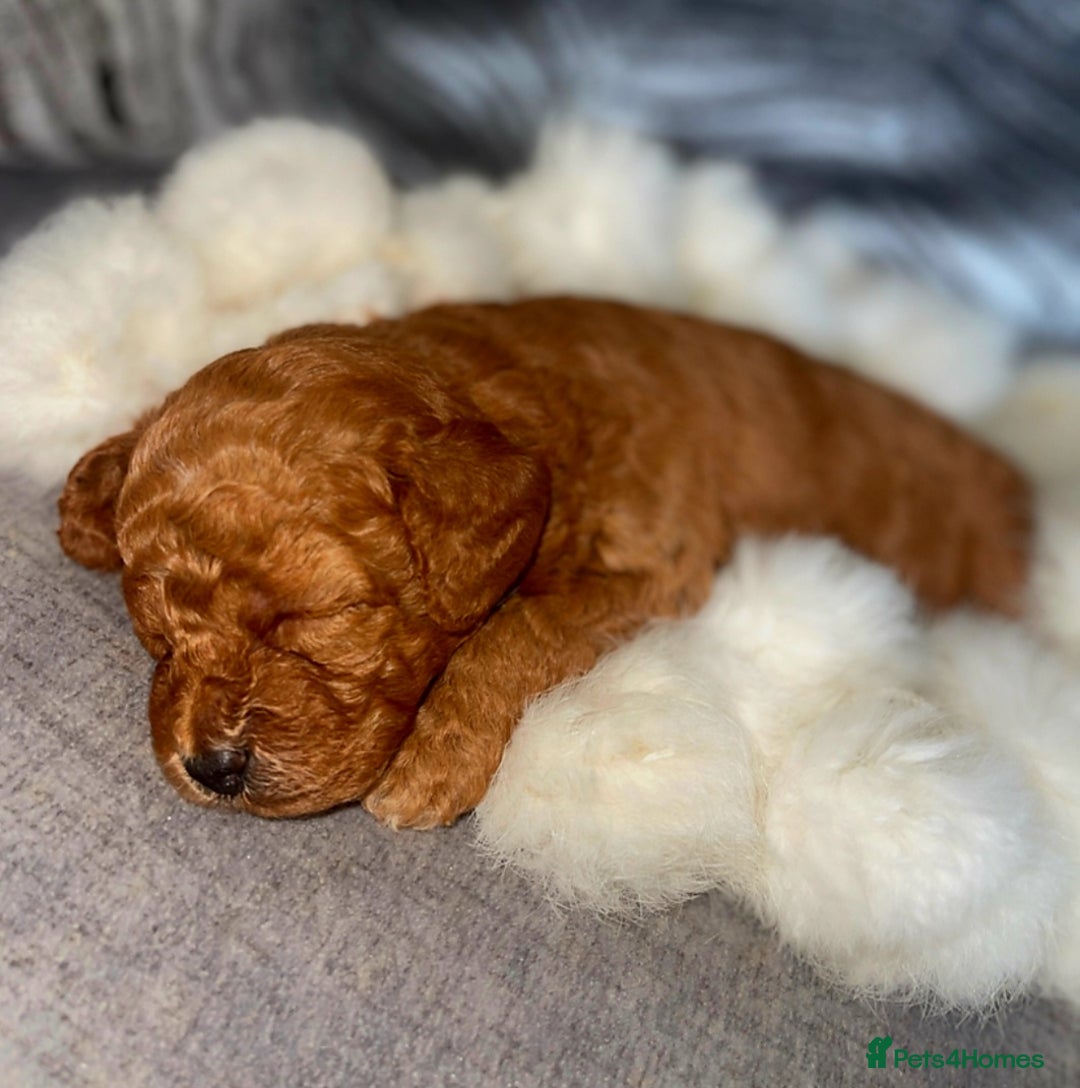 Cockapoo dogs for sale: Stunning litter of Fox red miniature Cockapoo's  - Image 6