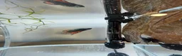 Bettas fish for sale: Betta sale!!  - Advert 4