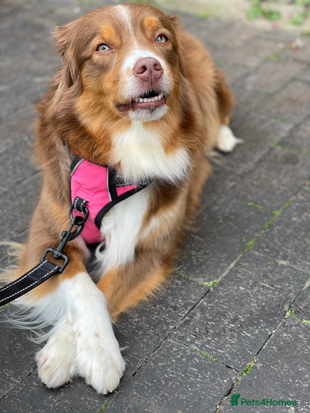 Australian Shepherd dogs for sale: Miley  - Advert 7