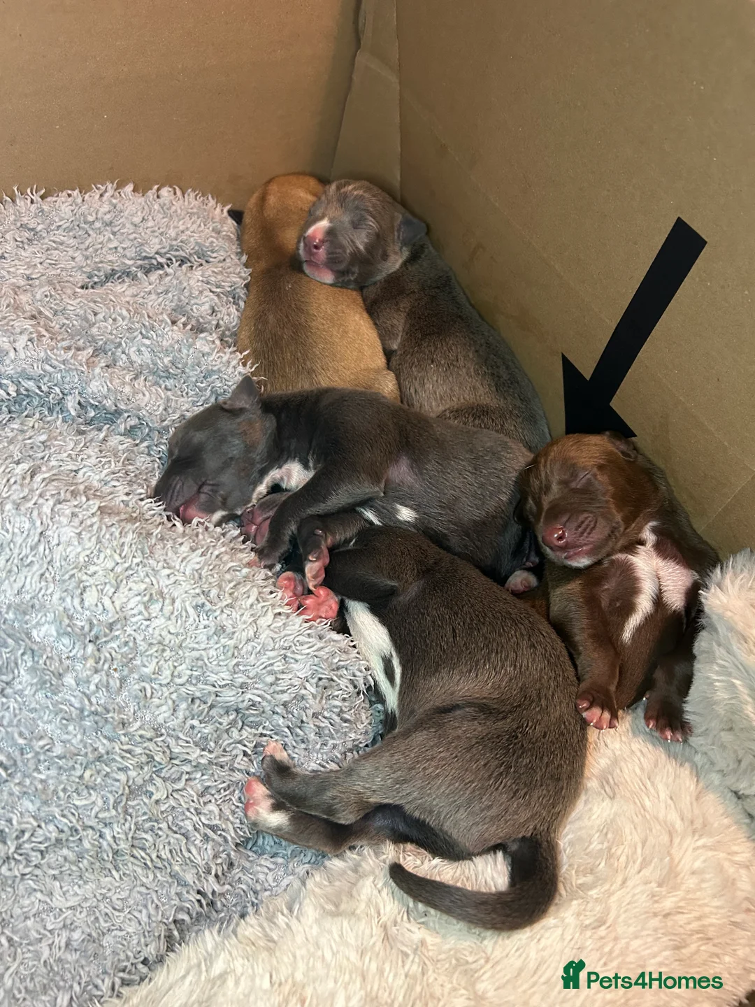 Mixed Breed dogs for sale: Bull Greyhounds (Lurchers) - Advert 6
