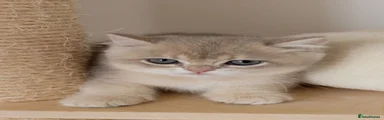 British Shorthair 8 - white