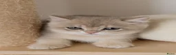 British Shorthair cats for sale: Golden Blue and Golden BSH kittens - Advert 10