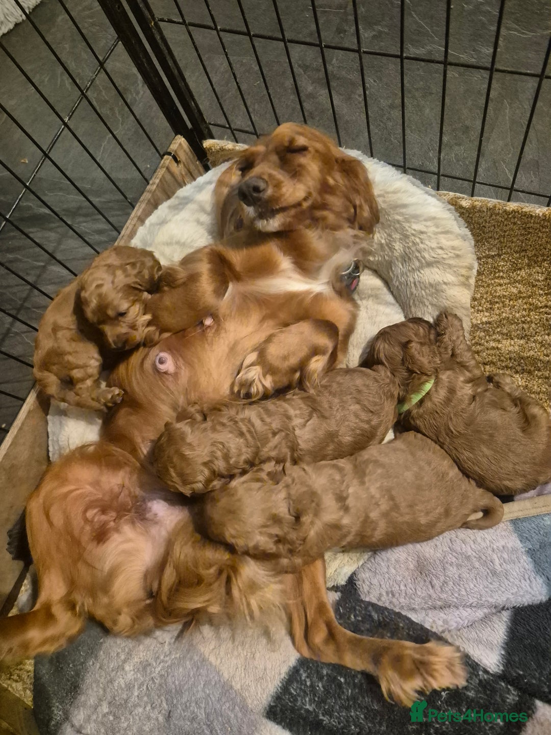 Cockapoo dogs for sale: Adorable fox red f1 toy cockapoo puppies - Advert 9