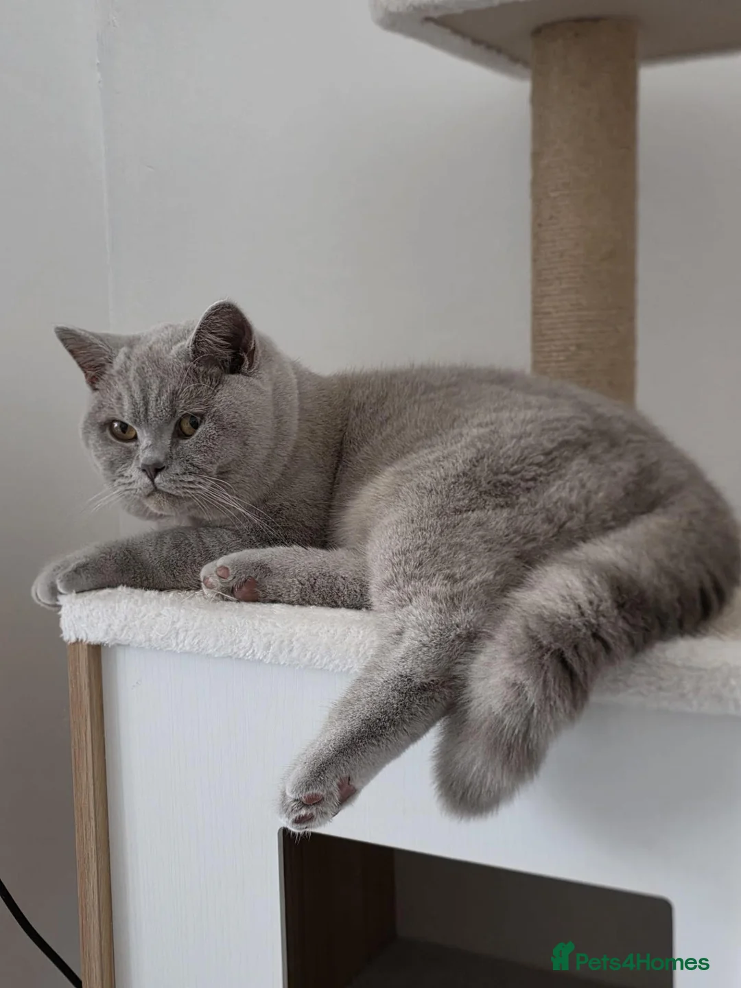 British Shorthair cats for sale: Male lilac British Shorthair  in Walsall - Advert 5