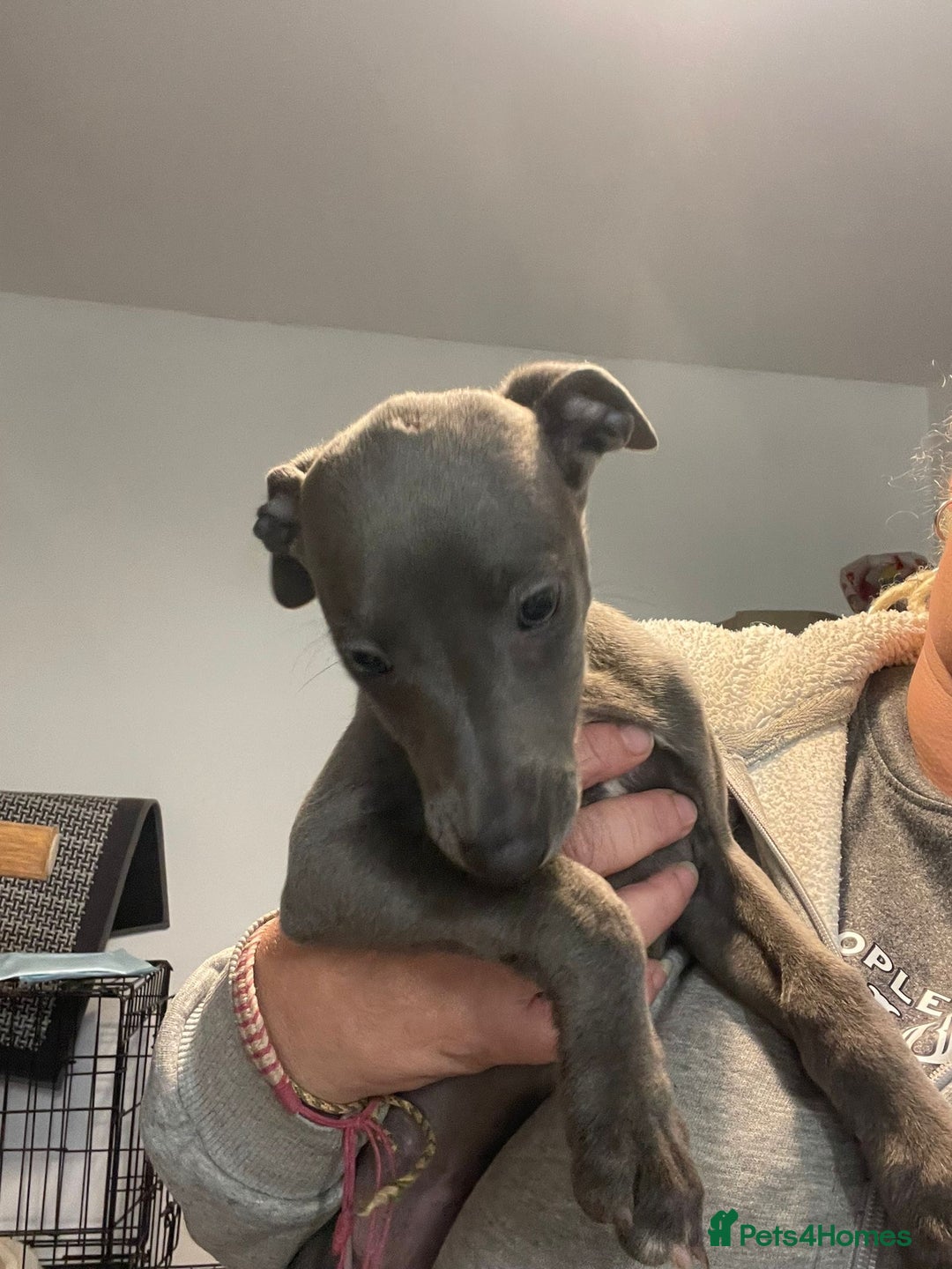 Whippet dogs for sale: KC registered blue whippet puppies for sale - Advert 11