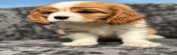 Cavalier King Charles Spaniel dogs for sale: Extensively health tested cavalier puppies  - Advert 10
