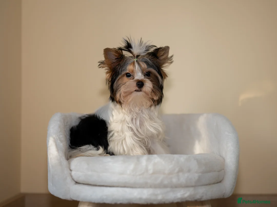 Yorkshire Terrier dogs for sale: Colorful Yorkshire Terrier puppies for sale - Advert 3