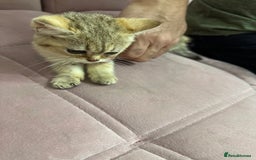 British Shorthair cats for sale: Golden British Shorthair male kitten  - Image 2