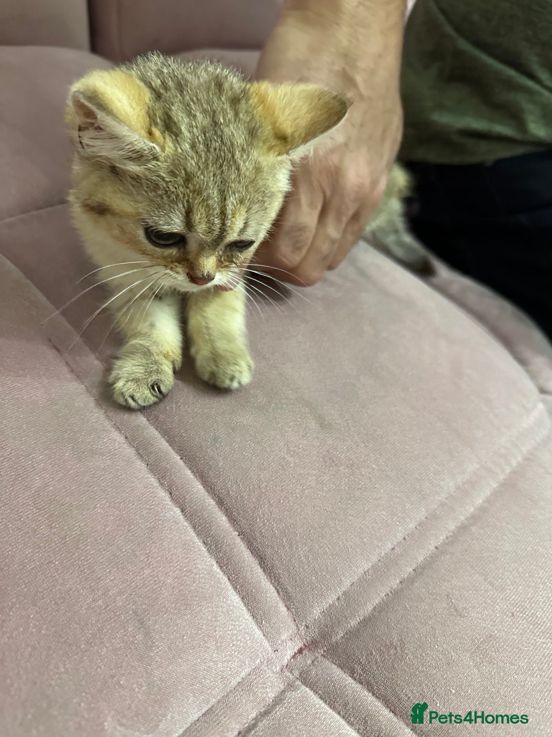 British Shorthair cats for sale: Golden British Shorthair male kitten  - Image 2